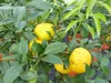 Citrus Yuzu 70 - 80 cm, Zitronenbaum Zitrone, japanische Produktbild-Vorschau 6