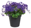 elho green basics Anzuchttopf 27cm - lebhaft schwarz Produktbild-Vorschau 4