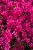 Rhododendron obtusum 'Melina', rosa Blüten, 15–20 cm Produktbild-Vorschau 1