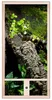 Repiterra® Hochterrarium Chamäleon Holzterrarium OSB Holz Produktbild-Vorschau 1