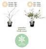 GreenboutiQ - Balkonpflanze - Japanischer Ahorn - Acer Produktbild-Vorschau 4