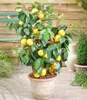 BALDUR Garten 2er Set Zitronen- & Orangenbaum, Pflanzen im Produktbild-Vorschau 2