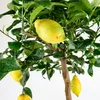 Meine Orangerie Amalfi Zitronenbaum Mezzo - echte Produktbild-Vorschau 10