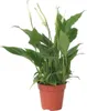 Friedenslilie - Einblatt - Spathiphyllum 'Torelli' - Höhe Produktbild-Vorschau 1