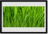 Bild 70x50 MDF-Rahmen Wandkunst Gras Natur Pflanze Produktbild-Vorschau 1