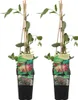 2er-Set - Lonicera Heckrottii Goldflame - Geißblatt - Rot, Produktbild-Vorschau 1