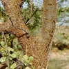 Myrrhe (Commiphora myrrha)  - 3 g Voir les images du produit 1