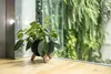 A potted plant sits on a wooden surface next to a window with greenery outside. Náhled obrázku produktu
