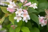 Kolkwitzia amabilis, Kolkwitzie, rosa Blüten, 60–100 cm Produktbild-Vorschau 8