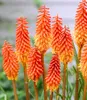 BALDUR Garten 1x Kniphofia 'Alcazar', Knolle in Größe I , Produktbild-Vorschau 2