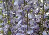 SAFLAX - Blauregen - 4 Samen - Wisteria sinensis Produktbild-Vorschau 5