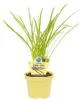 Knobi-Gras- Thulbaghia violacea - Kräuterpflanze im 12cm Produktbild-Vorschau 1