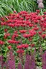 Monarda fistulosa 'Gardenview Scarlet', Indianernessel, Produktbild-Vorschau 3