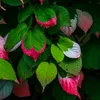 Close-up of variegated leaves with green, pink, and white sections, some with water droplets. Produktbild-Vorschau