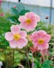 Herbst-Anemone Splendens, im Topf - Anemone hupehensis Produktbild-Vorschau 2