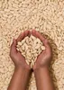 KoRo I Blanchierte Mandelkerne 1 kg Produktbild-Vorschau 5
