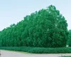 Metasequoia glyptostroboides, Urweltmammutbaum, 60–100 cm Produktbild-Vorschau 11