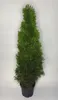 1 Stück, 50-60cm, Topf 2L, Lebensbaum Thuja occidentalis Produktbild-Vorschau 1