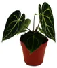 Flamingoblume - Anthurium clarinervium - Herzblattblume - Produktbild-Vorschau 2