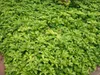 150 Stück, Topf 9cm, Bodendecker Pachysandra terminalis Produktbild-Vorschau 4