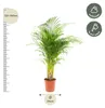 Arecapalm Productafbeelding-voorbeeld 10