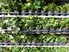 25 Stück Efeu Hedera helix 20 - 35 cm Heckenpflanze Produktbild-Vorschau 3