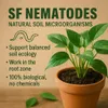 SF Nematoden 10 Mio gegen Trauermücken Thripse Wollläuse Produktbild-Vorschau 2
