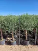 Sunny Tree - Wysokie drzewo oliwne 170 cm wysokości - Olea Podgląd zdjęcia produktu 6