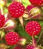 BALDUR Garten 1x Japanische Säulen-Himbeere, Pflanze im 2 Produktbild-Vorschau 2