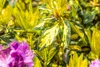 Rhododendron Hybride Goldflimmer 40-50 cm, im Topf, Produktbild-Vorschau 3