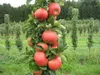 Säulenapfel `Sonate´ -  Säulenobstbaum 80-100cm im 7,5 Produktbild-Vorschau 2