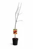 Malus ‘Super Starking’ Apfelbaum 100–140 cm – robuster Produktbild-Vorschau 4