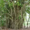 Würgerfeige (Ficus benghalensis)  - 1 Portion Samen Produktbild-Vorschau 1