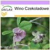 SAFLAX - Wino Czekoladowe - 10 Nasiona - Akebia quinata Podgląd zdjęcia produktu 9