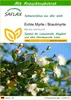 SAFLAX - Echte Myrte / Brautmyrte - Myrtus communis - 30 Produktbild-Vorschau 1