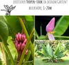 Kenia Bananen Samen (Musa velutina) - Exotische rosa Produktbild-Vorschau 3