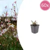 Gaura lindheimeri Siskiyou Pink – 60 roślin – Ø9cm – Podgląd zdjęcia produktu 4
