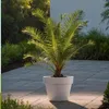 Kanarische Dattelpalme - 2 Stk - Phoenix canariensis - Höhe Produktbild-Vorschau 5