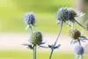Eryngium planum, żwirek płaskolistny, stalowoniebieski, Podgląd zdjęcia produktu 9