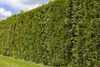 Thuja occidentalis 'Smaragd', Lebensbaum, immergrün, 60–80 Produktbild-Vorschau 10