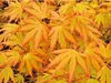 Japanse esdoorn 'Orange Dream', oranje bladkleur. Hoogte: Productafbeelding-voorbeeld 1