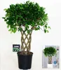 BALDUR Garten 1x Ficus exotica Geflochtener Stamm ca. Produktbild-Vorschau 2