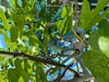 A close-up view of a fig tree with green leaves and branches against a blue and white background. Produktbild-Vorschau