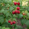 Himbeermunt Sugana - 2 planten - Winterhard en meerjarig - Productafbeelding-voorbeeld 1