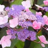 2 x  Samthortensie  - Hydrangea aspera 'Hot Chocolate'®  | Produktbild-Vorschau 1