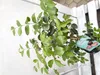 Waldguave Psidium eugeniaefolia 80-120 cm exotische Guave Produktbild-Vorschau 2