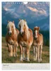 Stolze Haflinger Pferde (Wandkalender 2027 DIN A4 hoch), Produktbild-Vorschau 15