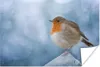 MuchoWow® Poster Rotkehlchen - Winter - Blau 180x120 cm - Produktbild-Vorschau 1