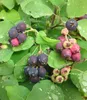 A close-up view of a branch with ripening berries and green leaves, some with water droplets. Produktbild-Vorschau