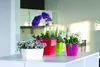 Four potted plants with colorful planters are arranged on a white surface, with a blurred kitchen background. Produktbild-Vorschau